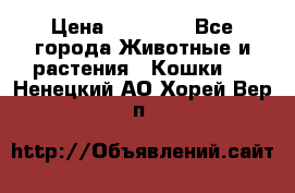 Zolton › Цена ­ 30 000 - Все города Животные и растения » Кошки   . Ненецкий АО,Хорей-Вер п.